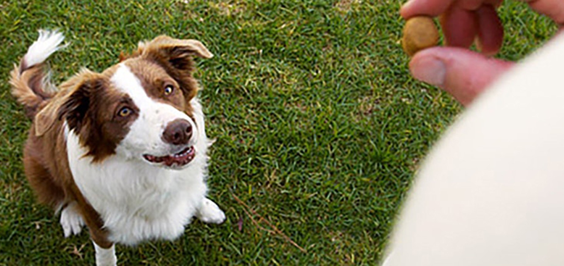 Un chien adopté peut-il encore apprendre?