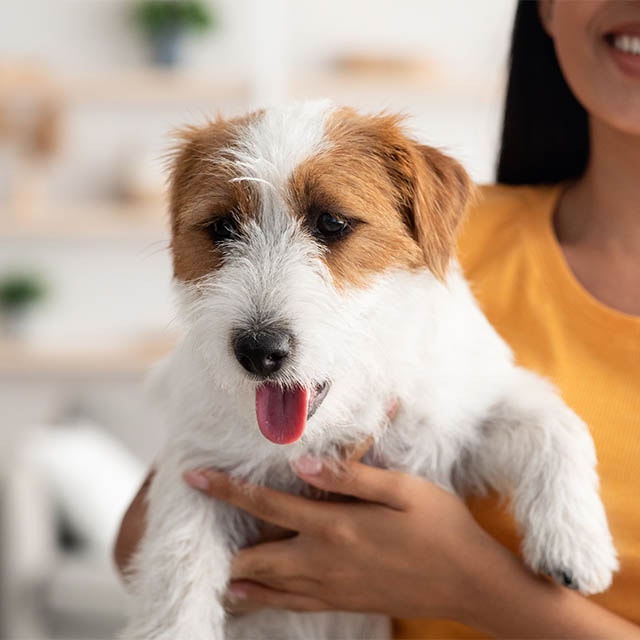 Femme souriante tenant un petit chien blanc et brun à l'intérieur.