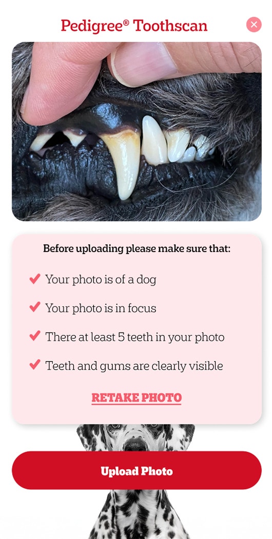 Pedigree Prenez une photo