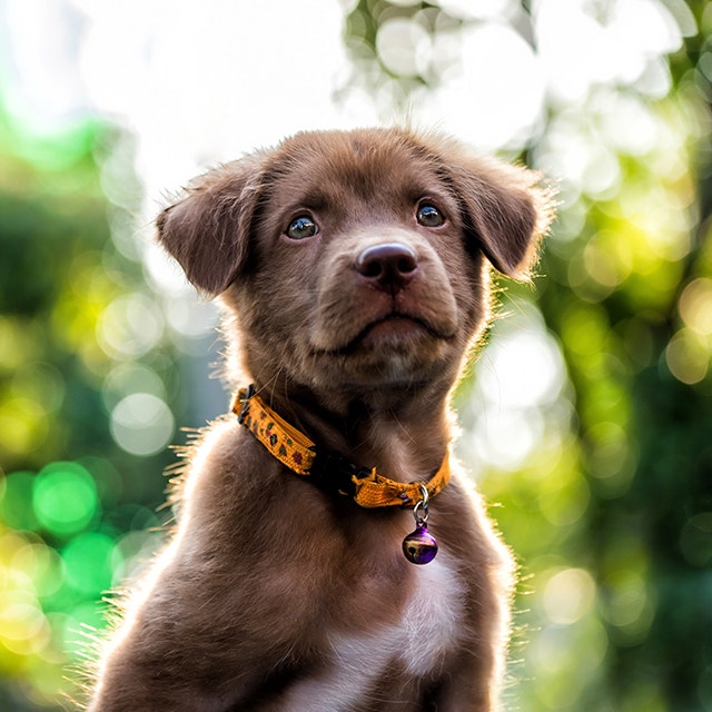 Chiot marron regarde devant lui en souriant