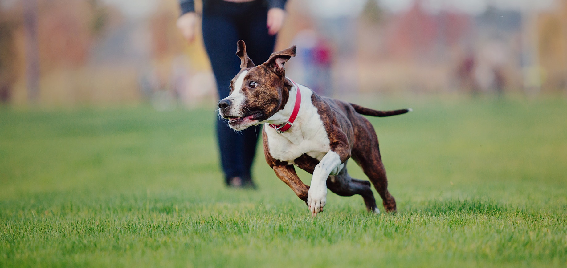 chien adulte courant dans l'herbe