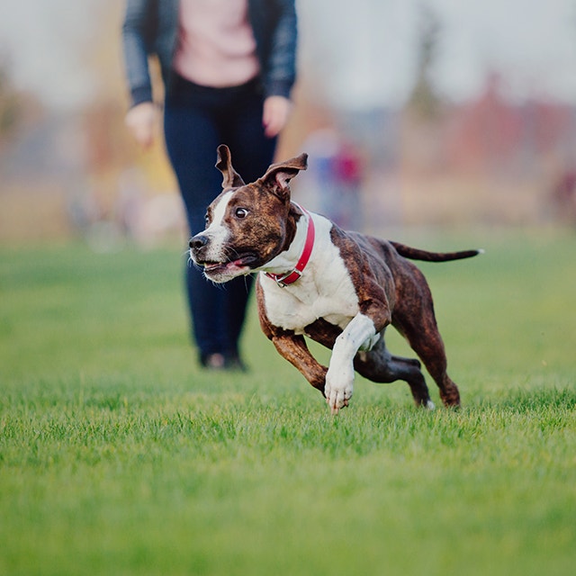 chien adulte courant dans l'herbe