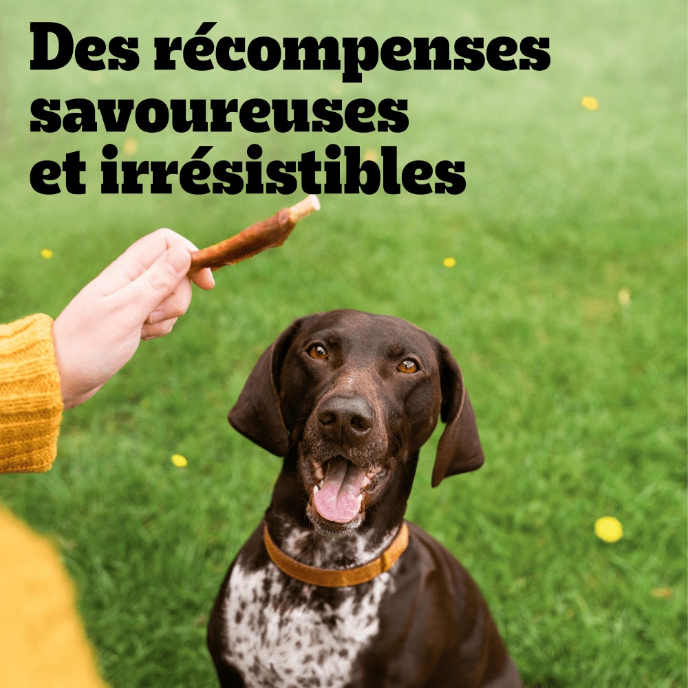 PEDIGREE® RANCHOS™ Wrap Bâtonnets Au Poulet, Au Canard et À la Dinde Récompenses Pour Chien Adulte 8x60g