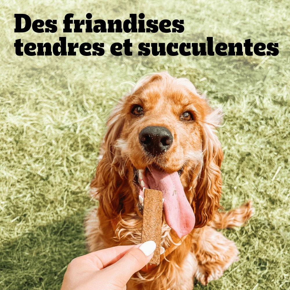 Pedigree® SCHMACKOS™ Récompenses Au Poulet Pour Chien 20 x 7,2g