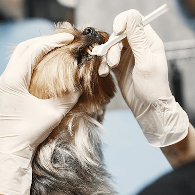 Questions fréquentes sur les soins buccodentaires et idées reçues