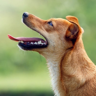 Chien heureux regardant vers le haut avec la bouche ouverte et la langue tirée