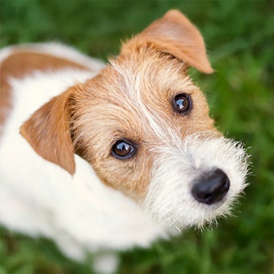 Rétablissons les faits : 5 idées reçues sur les chiens de refuge