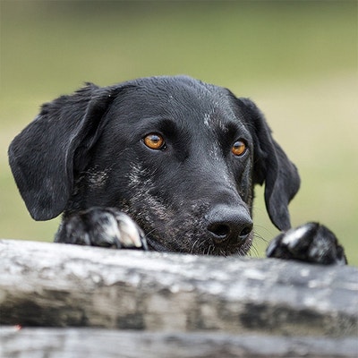 Vous pensez adopter un chien ? Pensez au refuge.