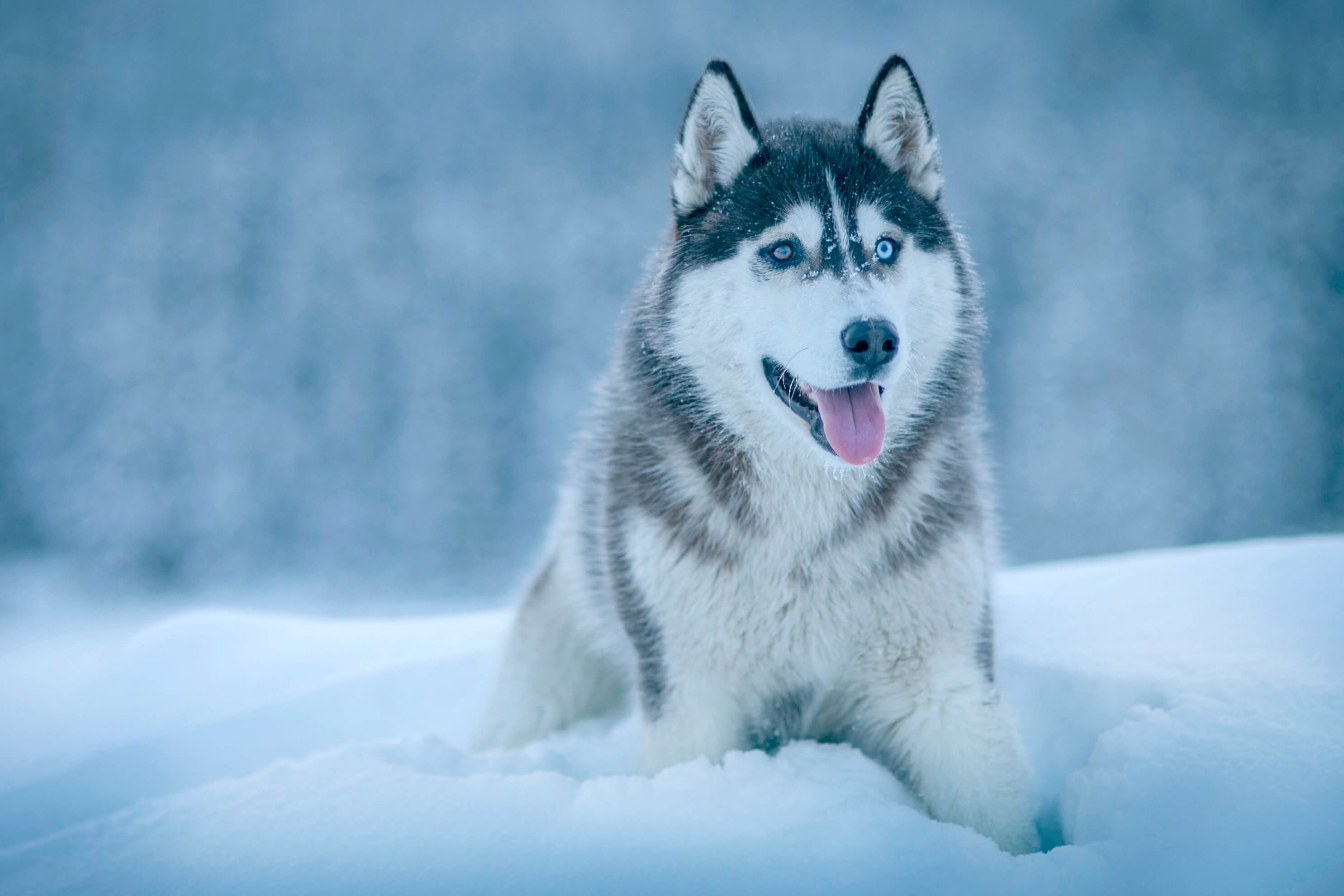 chien husky de Sibérie