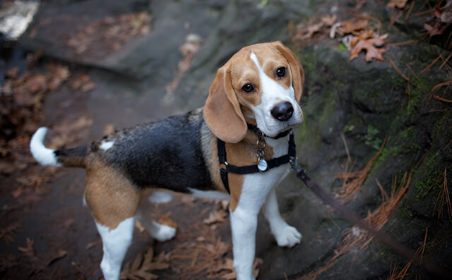 Beagle marron, blanc & noir en laisse debout sur un rocher.