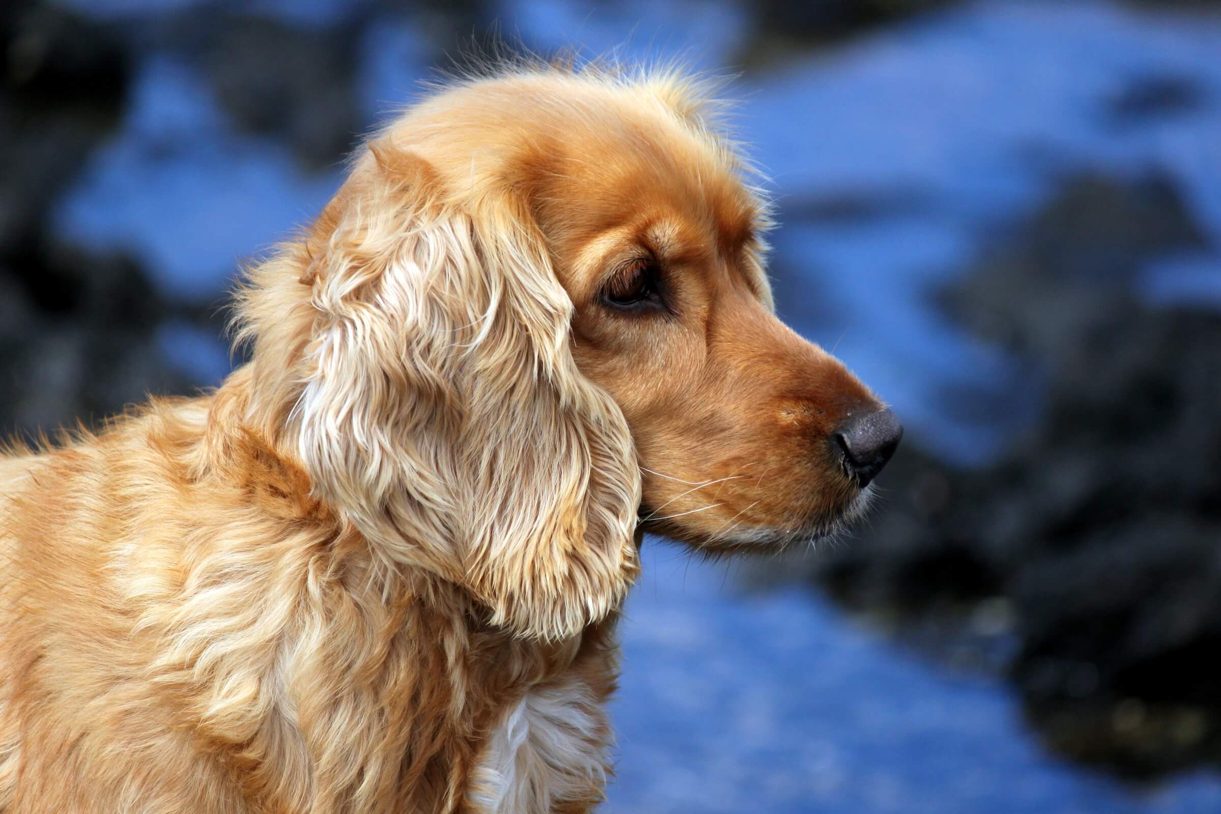 chien cocker spaniel