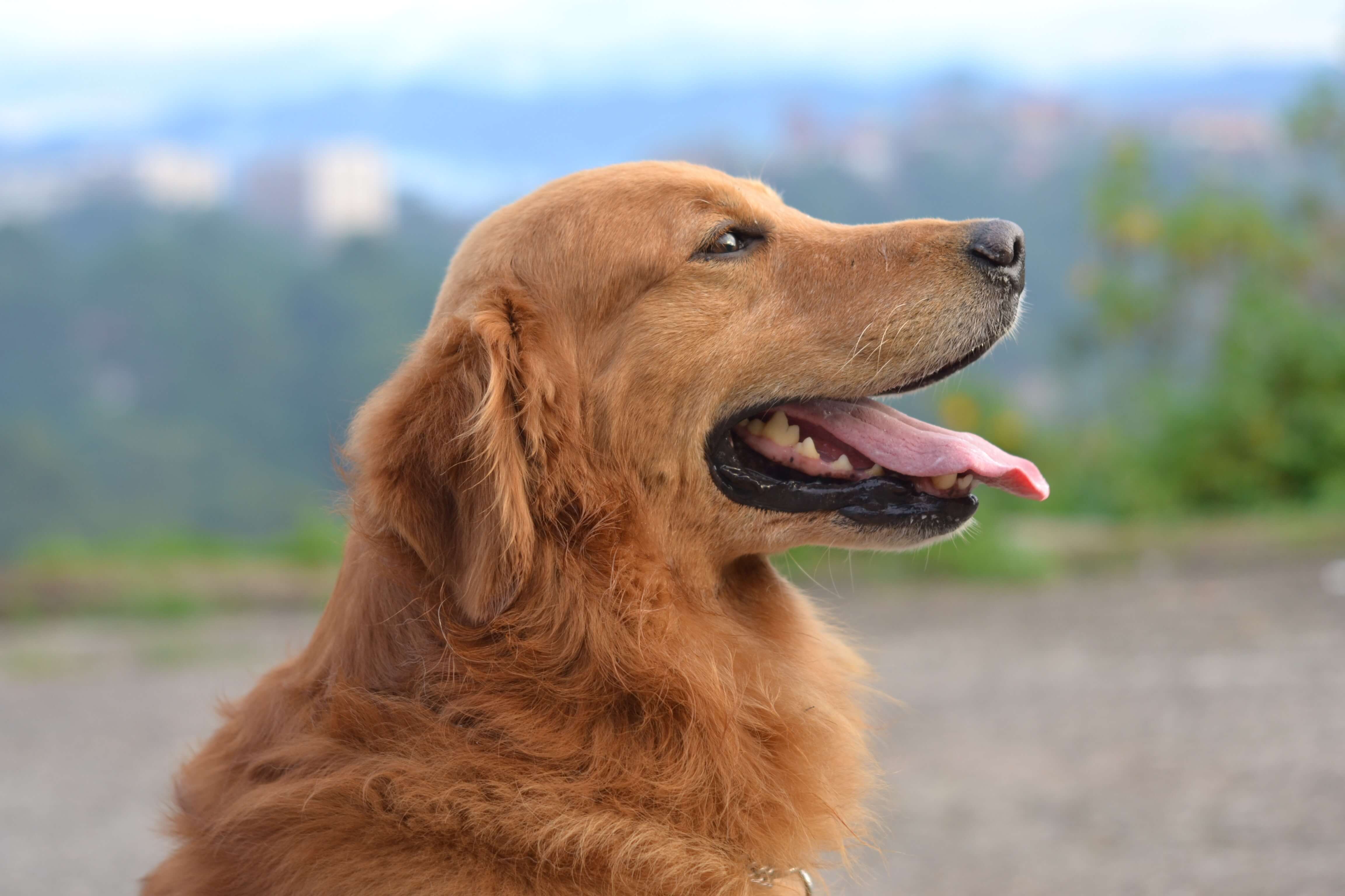 chien golden retriever