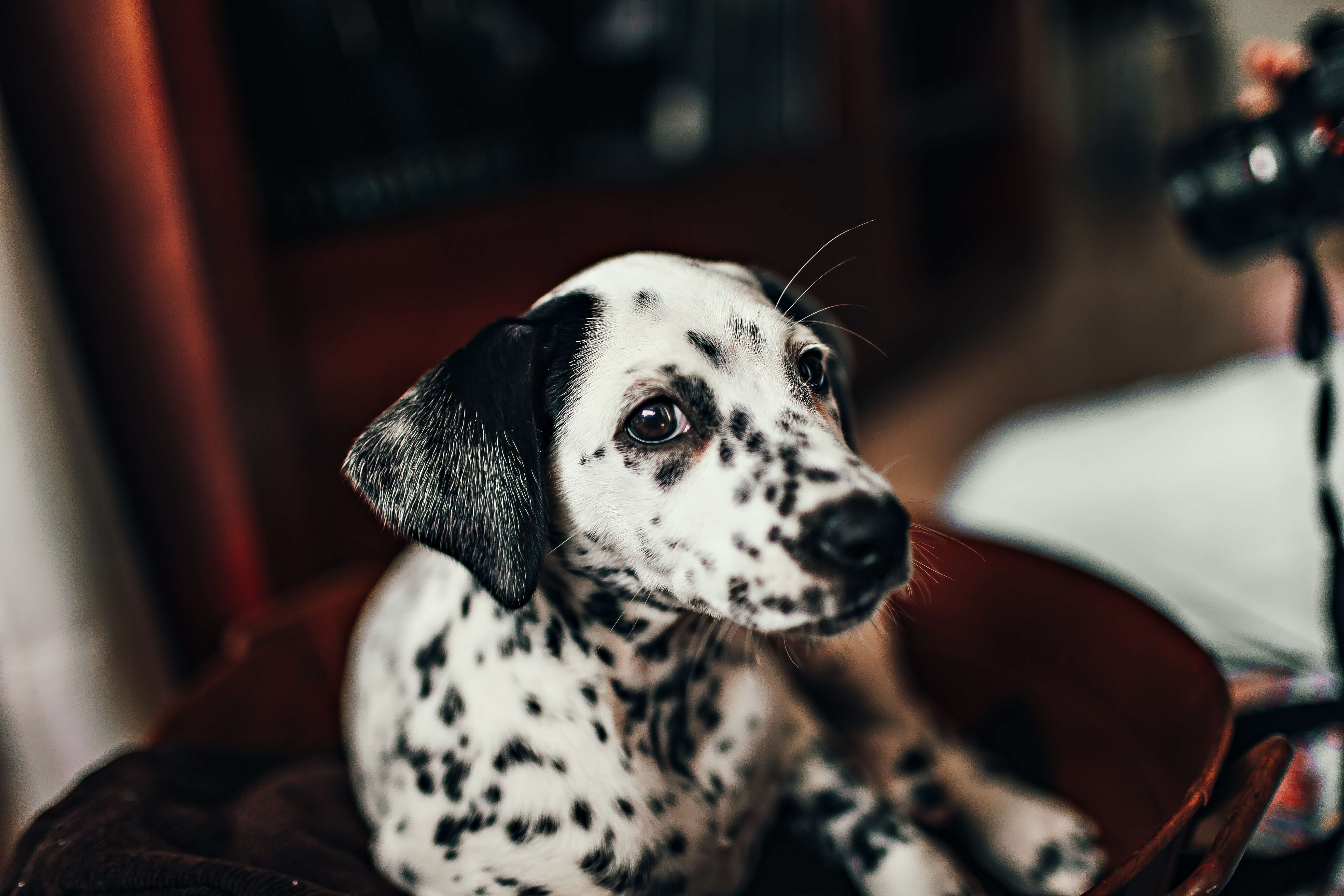 chien dalmatien
