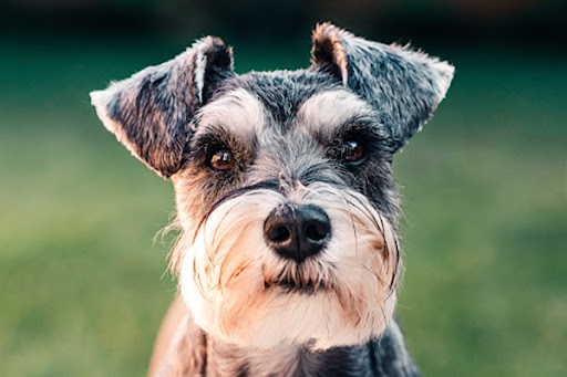 chien schnautzer