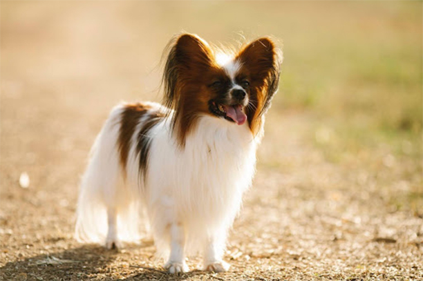 Le Chien Papillon