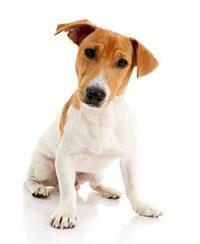 Jack Russell | Races De Chiens | PEDIGREE®