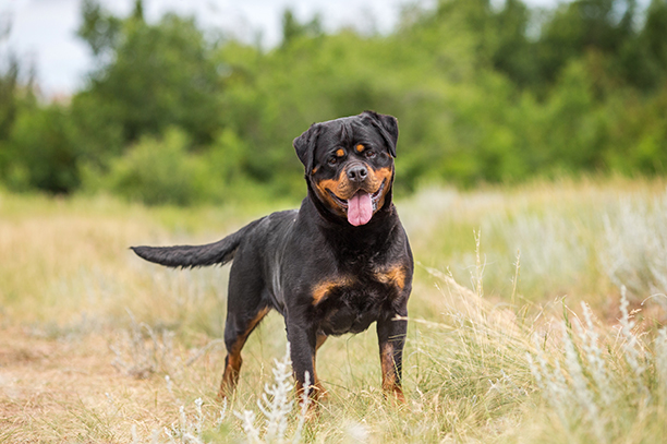 Rottweiler - Race de chien