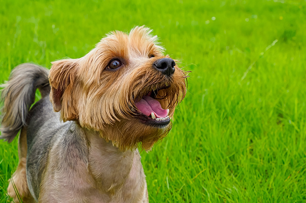 Yorkshire Terrier dehors sur l'herbe