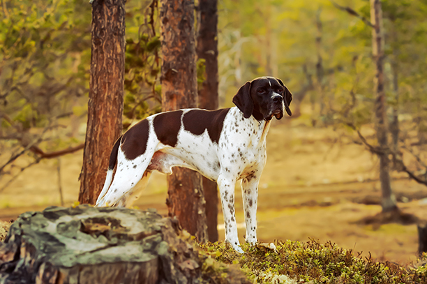 Chien d'arrêt debout dans les bois