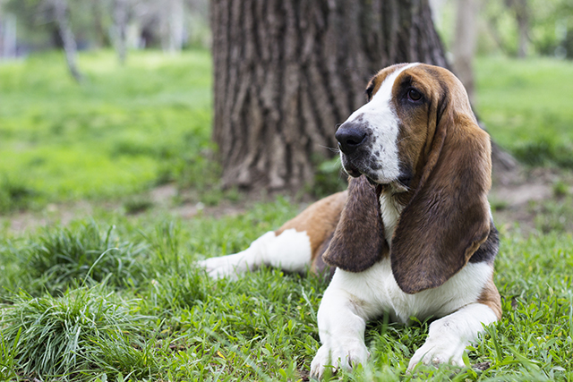 un basset hound assis dans l'herbe