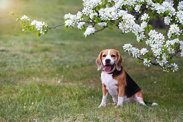 un beagle assis dans le parc
