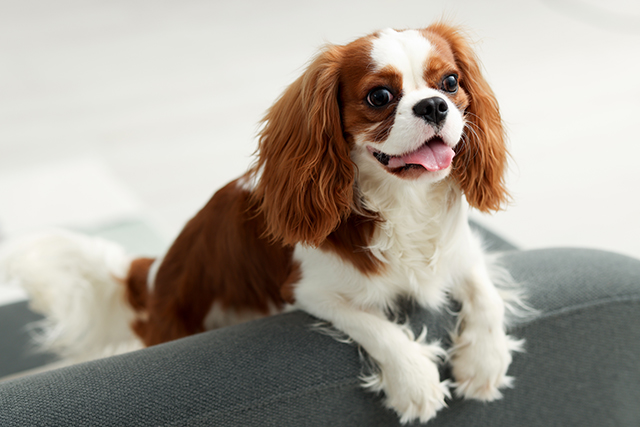 un cavalier king charles assis sur un canapé