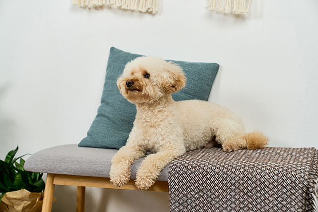 un caniche assis sur un banc dans un appartement