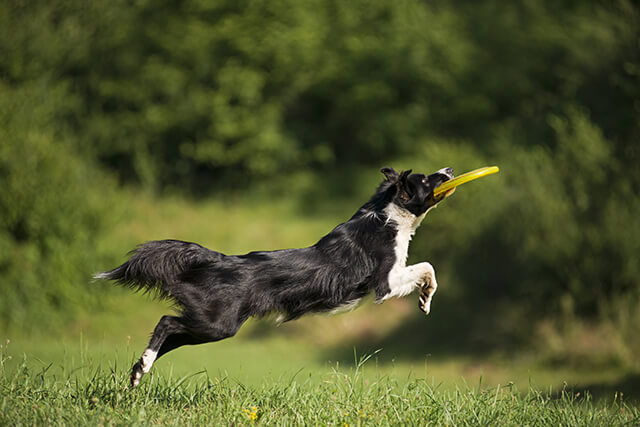 Border Collie noir et blanc joue avec un Frisbee