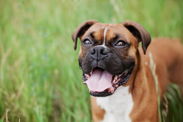Boxer beige dans l`herbe