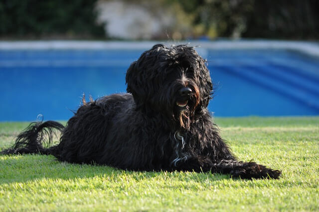 Chien d`eau portugais noir allongé dans l`herbe