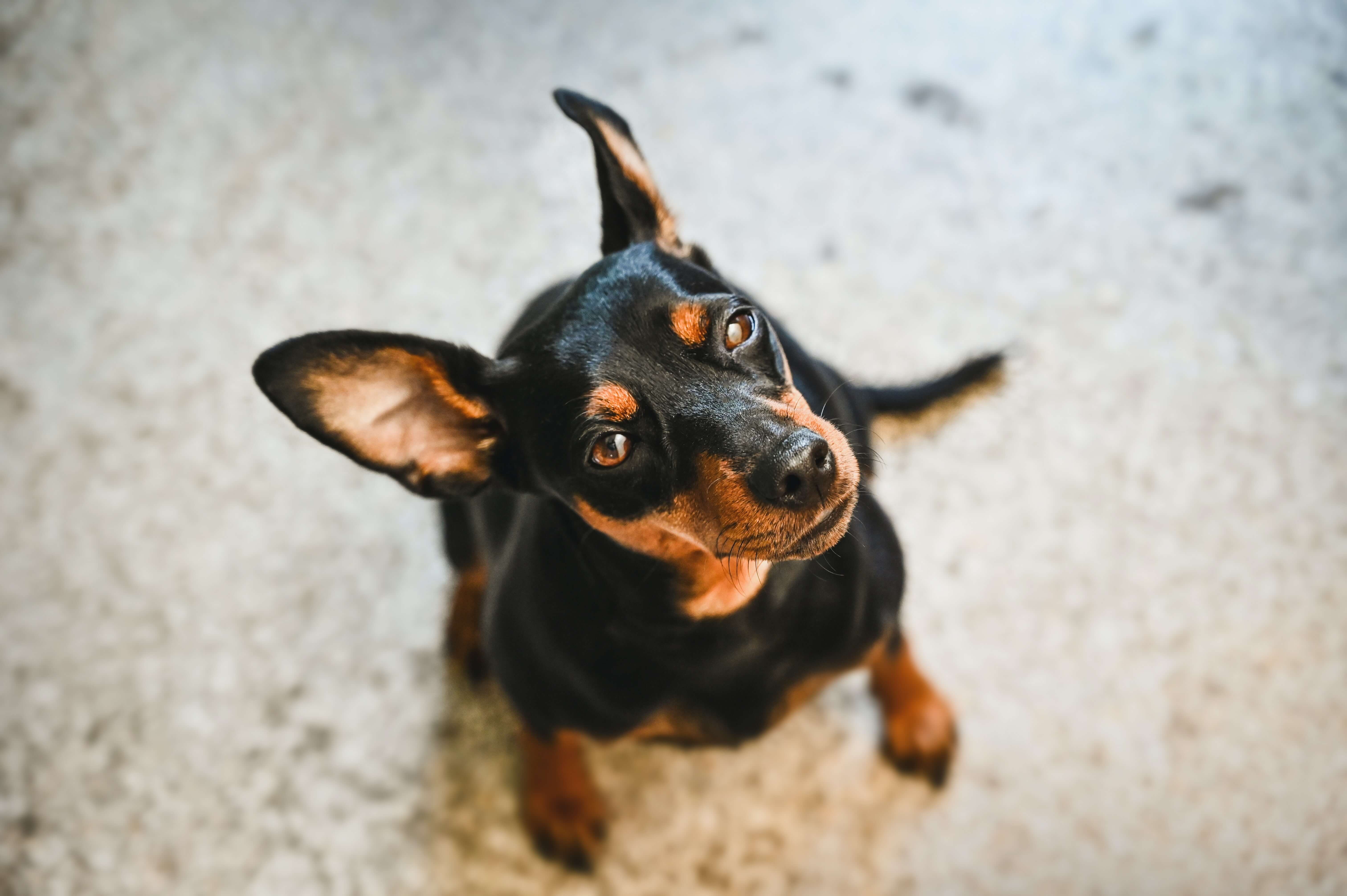 chien pinscher nain