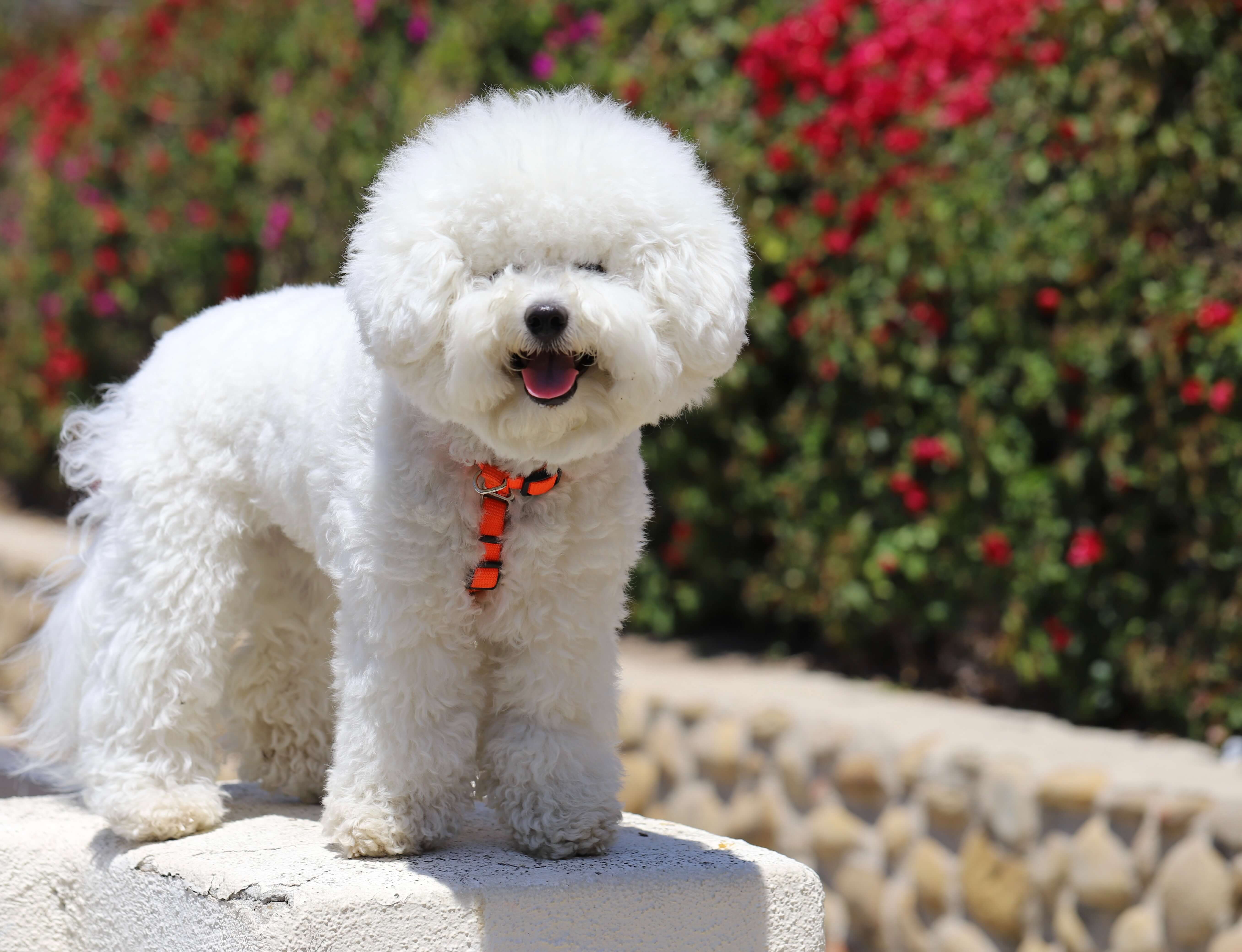 chien bichon frisé